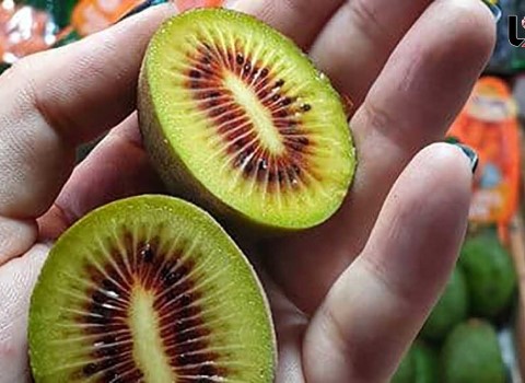 تصویر 3 از قیمت خرید میوه کیوی خونی + فروش ویژه